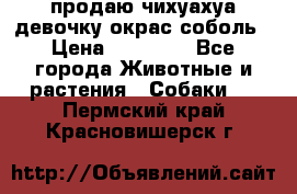 продаю чихуахуа девочку,окрас соболь › Цена ­ 25 000 - Все города Животные и растения » Собаки   . Пермский край,Красновишерск г.